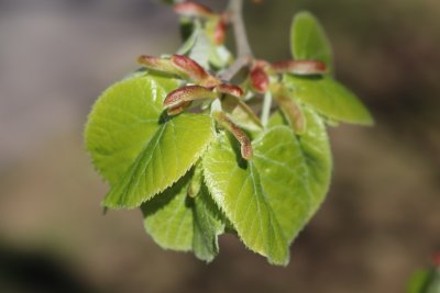 Tilia tomentosa - lípa stříbrná - list jaro